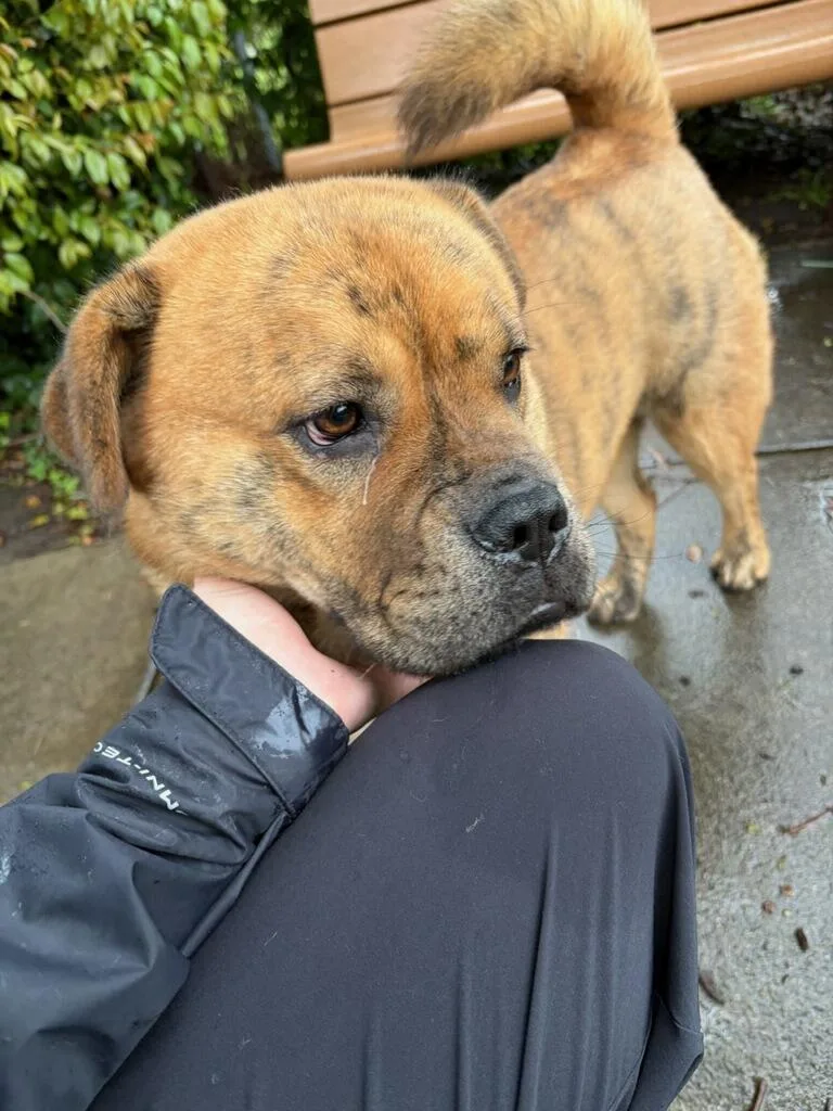 Canela Canola!! thumbnail 5