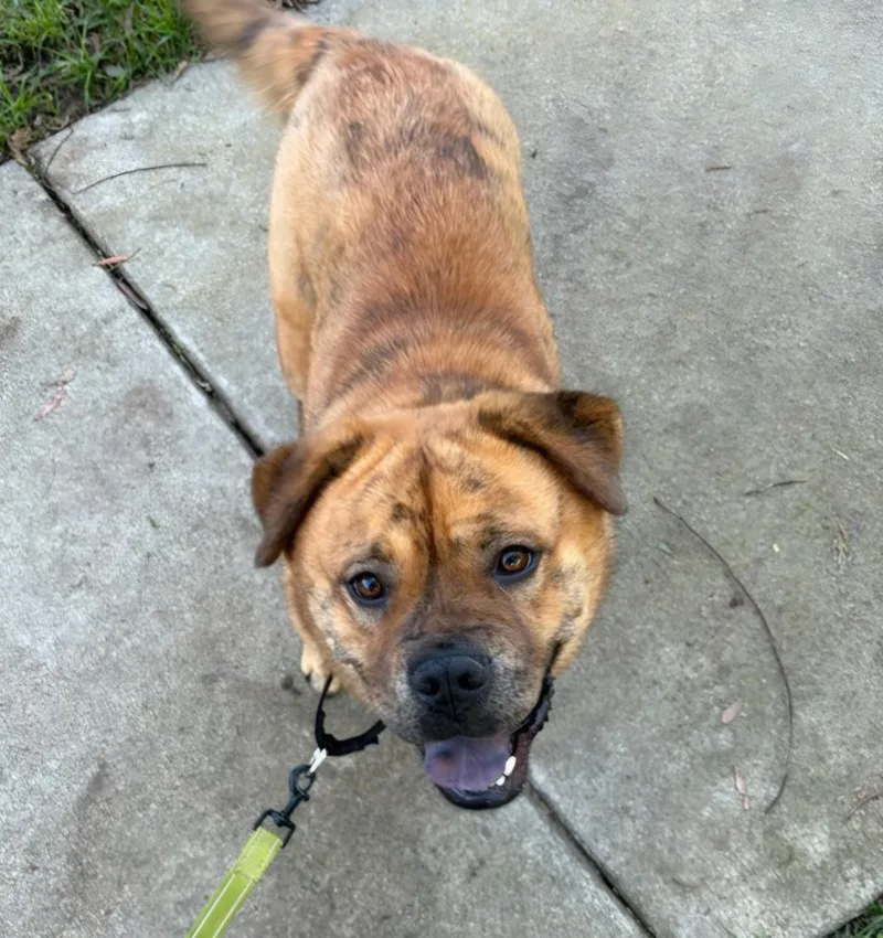 Canela Canola!! thumbnail 6