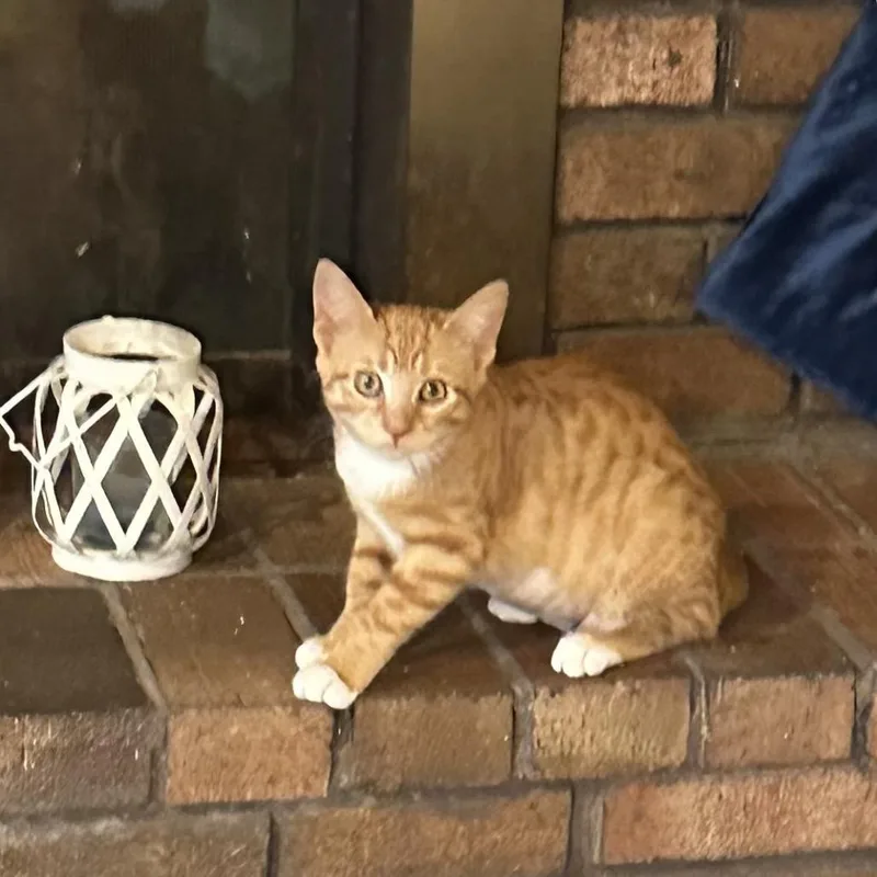 A baby small-sized female Orange / Red Domestic Short Hair cat named Honeycomb for adoption in Pasadena , MD