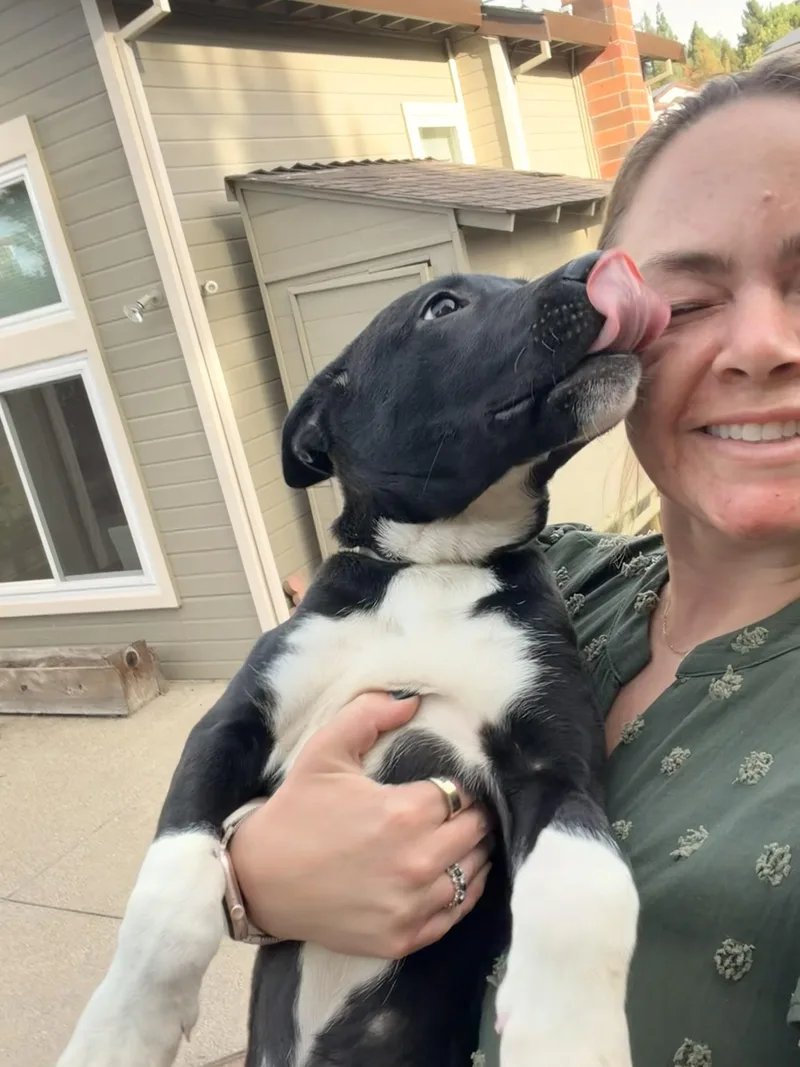 A baby large-sized female Black Labrador Retriever dog named Autumn for adoption in Lafayette, CA