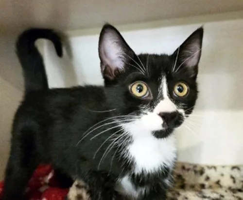 A baby medium-sized female Black & White / Tuxedo Domestic Short Hair cat named Pancake for adoption in San Clemente, CA