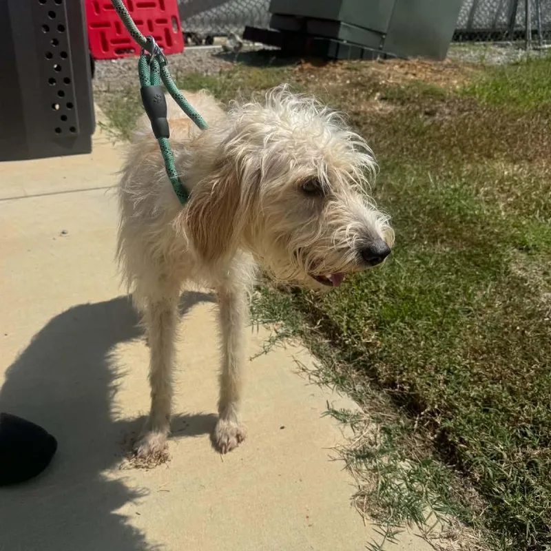 An adult small-sized female Poodle dog named Suzy Q for adoption in Minneapolis, MN