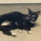 An adult medium-sized male Black & White / Tuxedo Domestic Short Hair cat named Inigo Montoya for adoption in Hilliard, OH