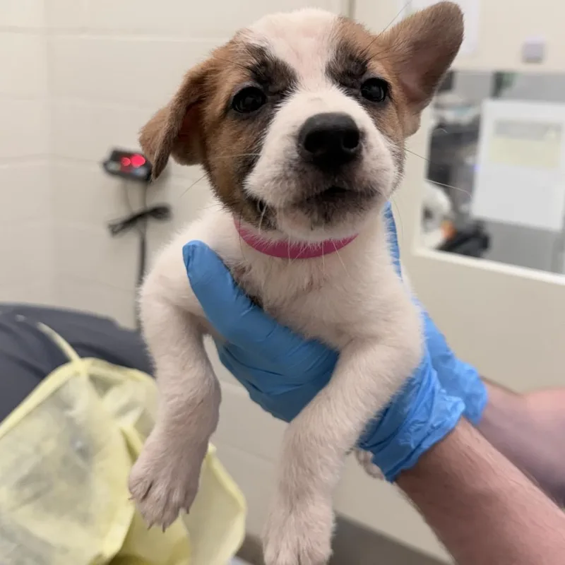 A baby medium-sized female White / Cream Mixed Breed dog named CT Bolivia for adoption in Eastford, CT