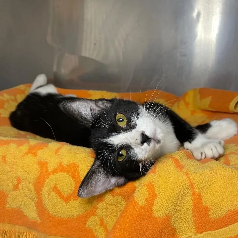 A young medium-sized female Domestic Short Hair cat named Josette for adoption in Roanoke, VA