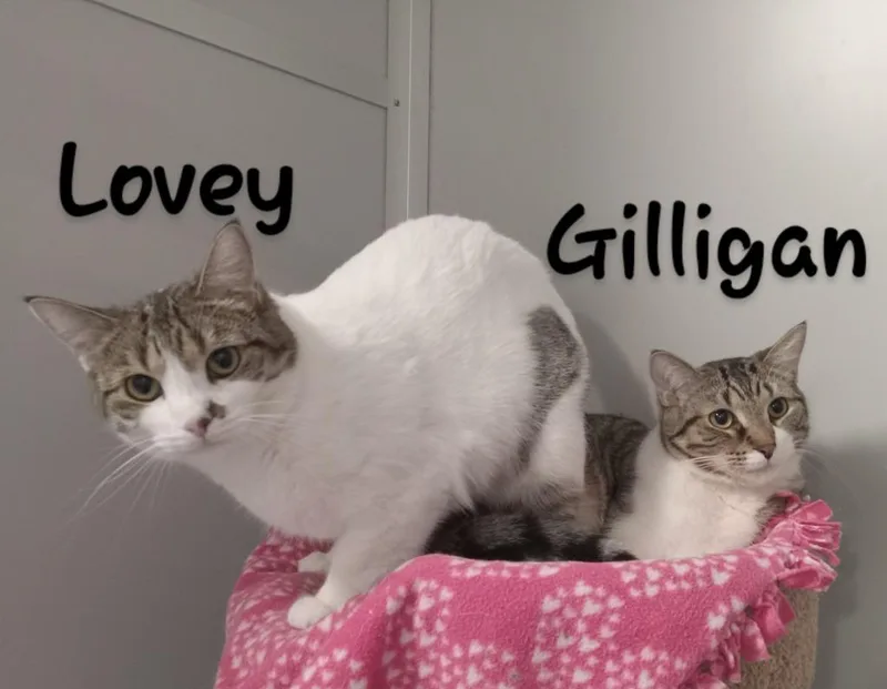 Gilligan&lovey thumbnail 3
