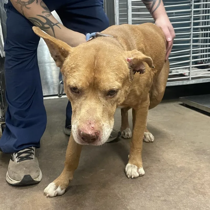 A senior large-sized male Yellow / Tan / Blond / Fawn Pit Bull Terrier dog named Canelo for adoption in Abilene, TX