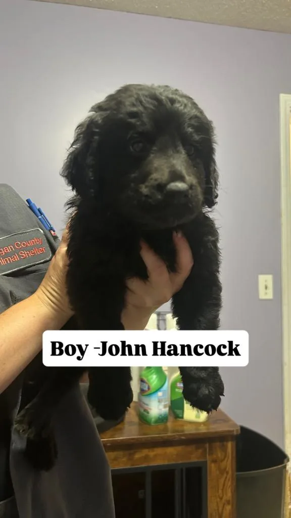 A baby medium-sized male Labrador Retriever dog named John Hancock for adoption in Russellville, KY