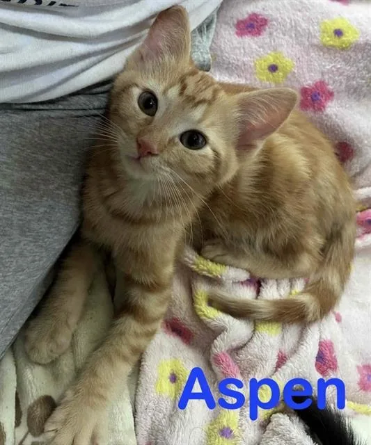 A baby small-sized male Domestic Short Hair cat named Aspen for adoption in Sacramento, CA