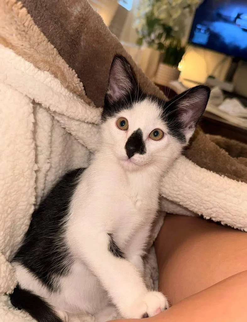 A young small-sized male White Domestic Short Hair cat named Auggie for adoption in Tyler, TX