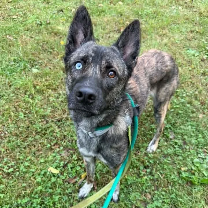 A young medium-sized male Brindle Dutch Shepherd dog named Zeus for adoption in Phoenixville, PA