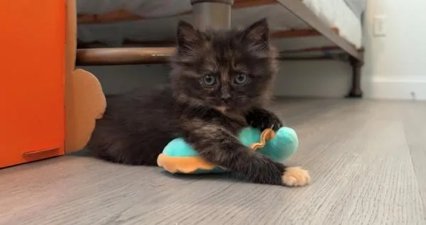A baby small-sized female Domestic Short Hair cat named Roll for adoption in Skillman, NJ