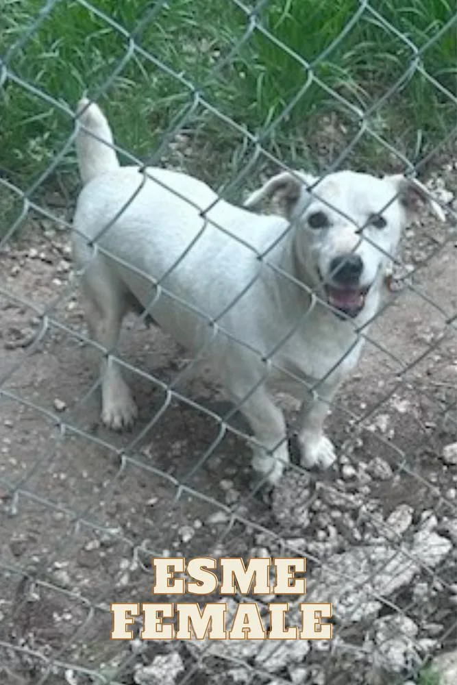 A young medium-sized female Jack Russell Terrier dog named Esme for adoption in Columbia, TN