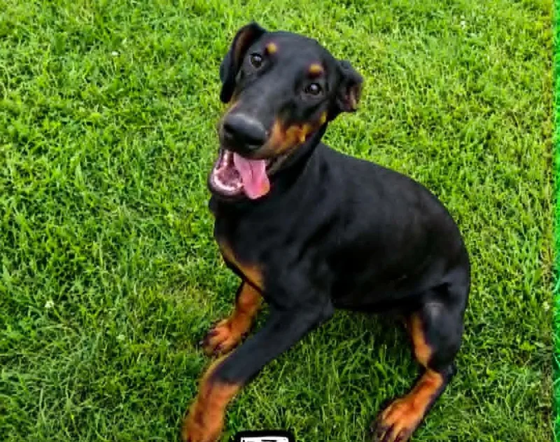 A young medium-sized female Doberman Pinscher dog named Jane for adoption in Hinton, WV
