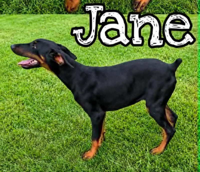 Jane thumbnail 2