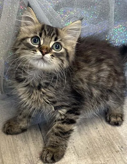 An adult small-sized male Domestic Medium Hair cat named Mr. Fluff for adoption in Shreveport, LA