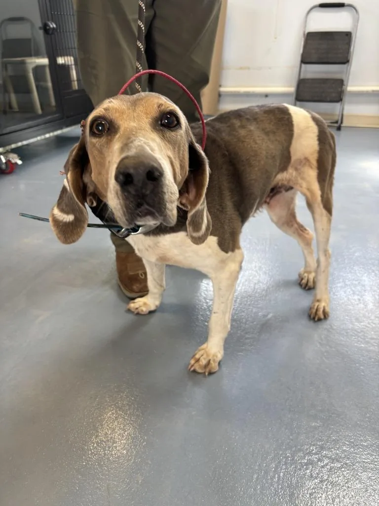 A senior medium-sized female Hound dog named Jodi for adoption in Moriarty, NM