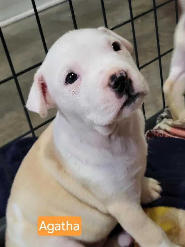 A baby large-sized female White / Cream Pit Bull Terrier dog named Agatha Christie for adoption in Pottstown, PA