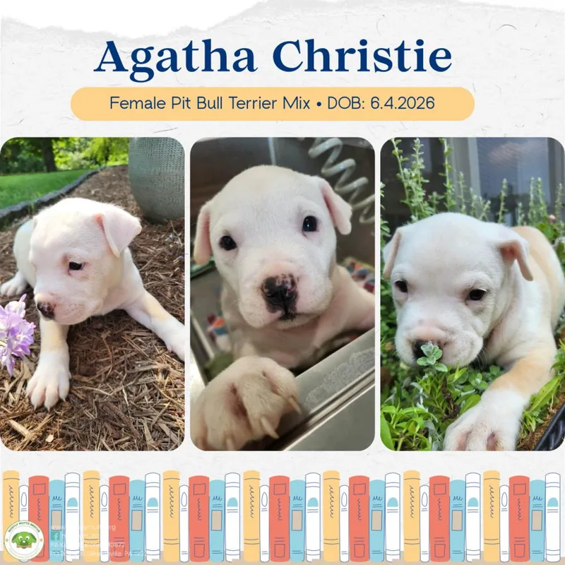Agatha Christie thumbnail 5