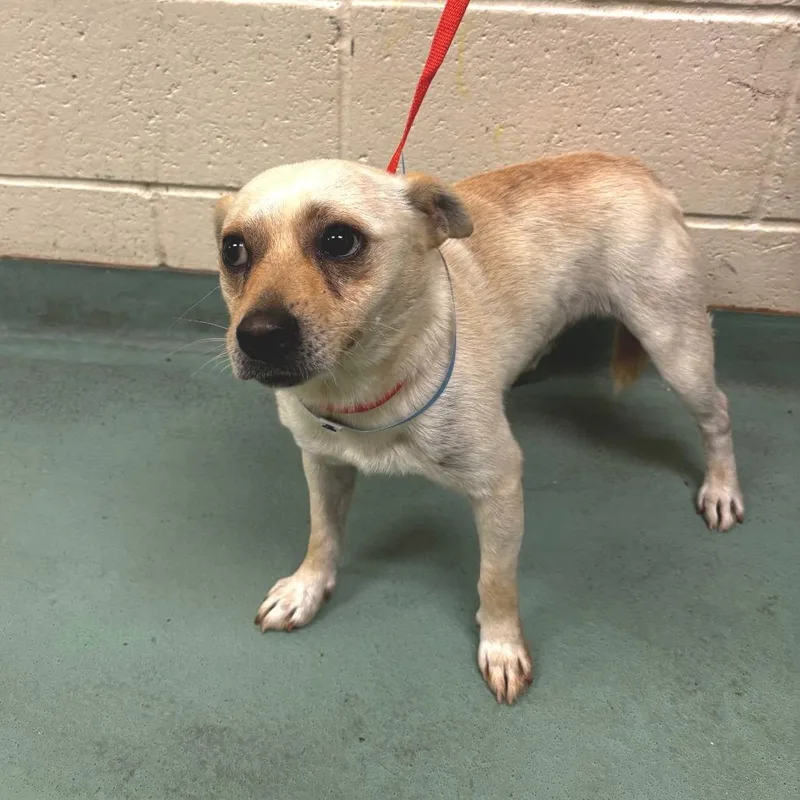 A young medium-sized male White / Cream Mixed Breed dog named Zippy for adoption in Memphis, TN