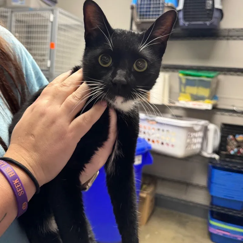 An adult medium-sized male Black Domestic Short Hair cat named Henry for adoption in Columbiana, AL