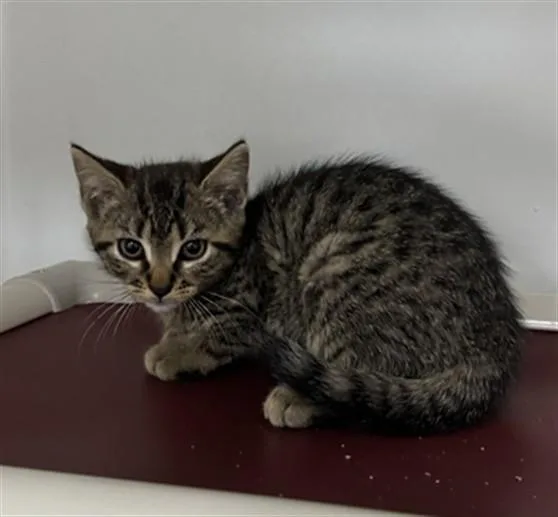 A baby medium-sized female Domestic Short Hair cat named Faering for adoption in Brewster, MA