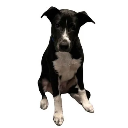 A baby medium-sized male Border Collie dog named Bogey for adoption in Red Bluff, CA
