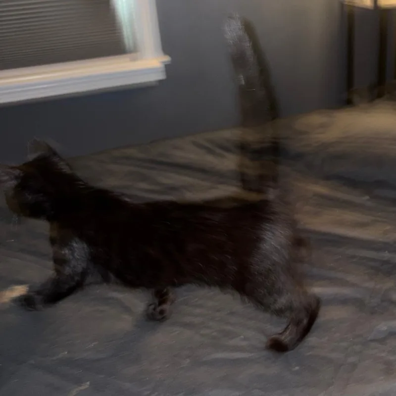A baby small-sized female Black Domestic Short Hair cat named Hot Cocoa for adoption in Medina, OH