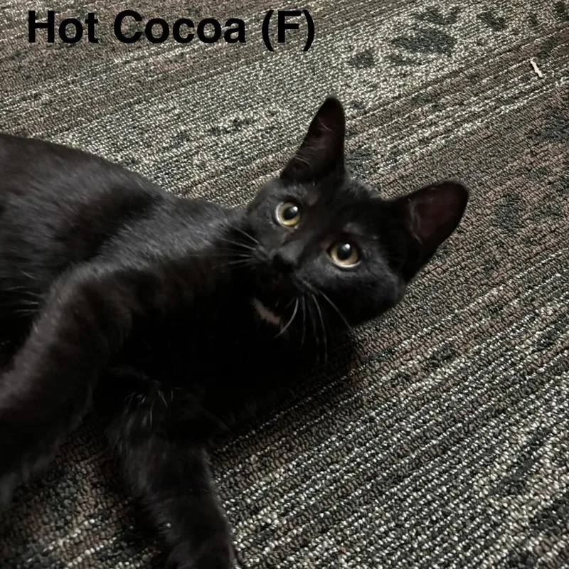 Hot Cocoa thumbnail 4