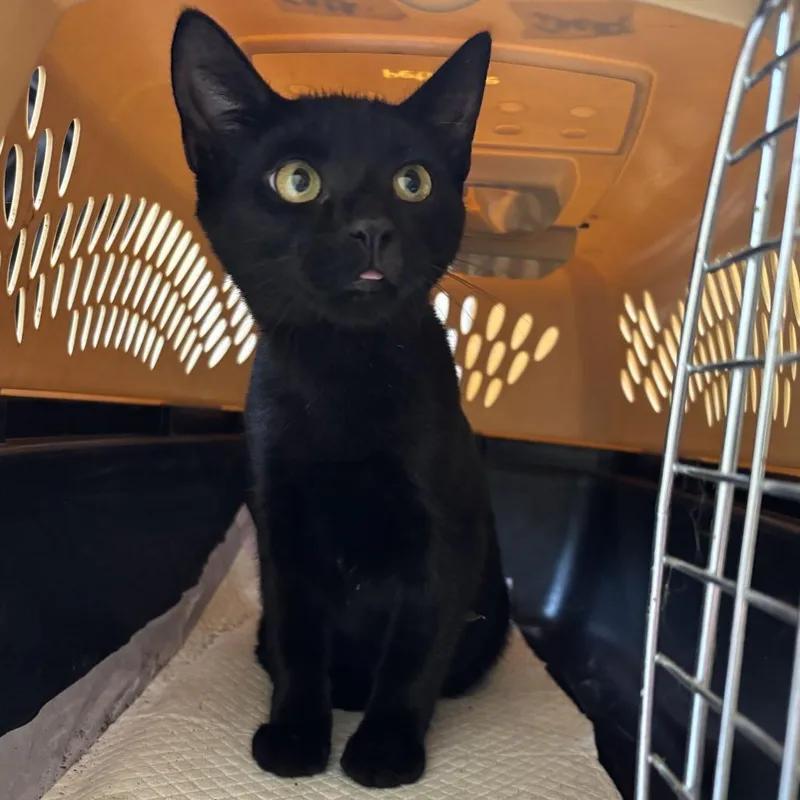 A young medium-sized female Black Domestic Short Hair cat named Pool Party for adoption in Newark, DE