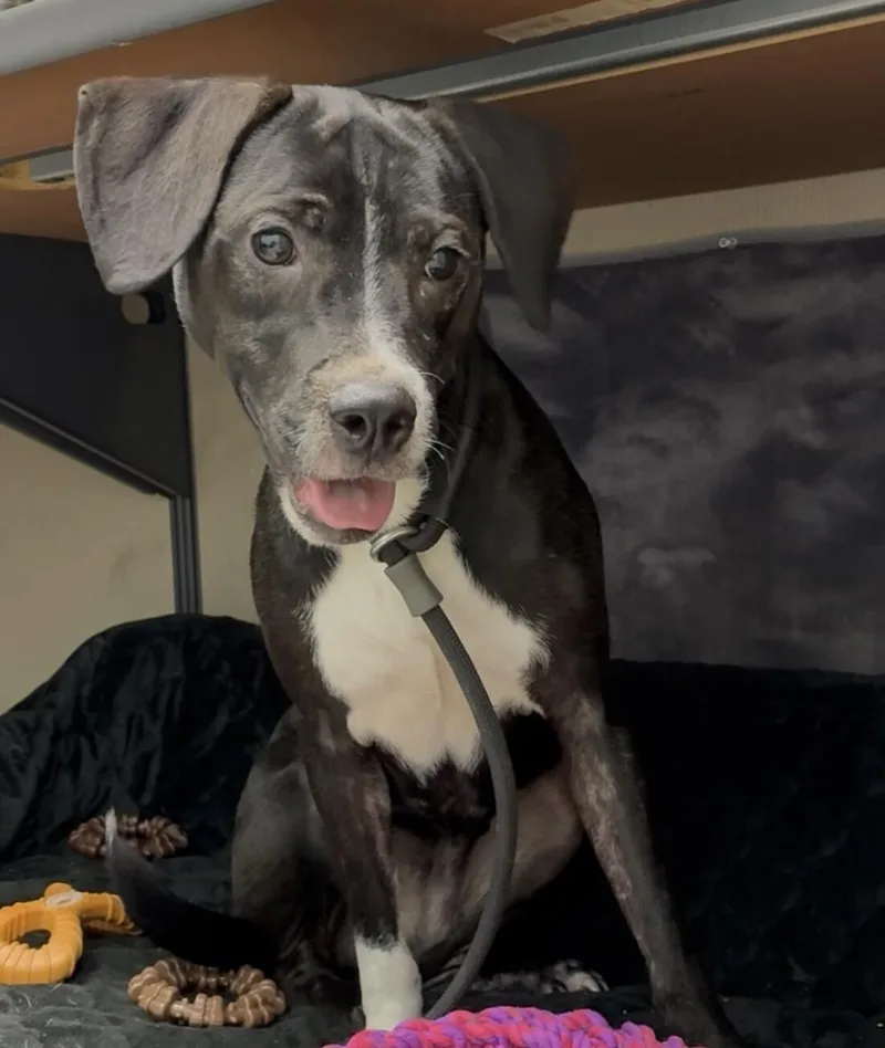 An adult medium-sized female Black English Pointer dog named Rosie for adoption in Mobile, AL