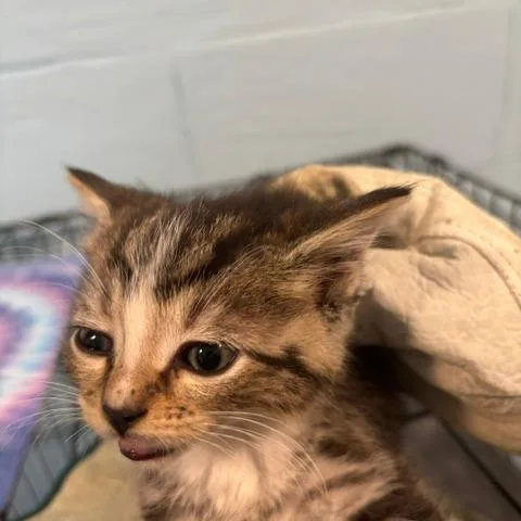 A baby small-sized male Brown / Chocolate Domestic Short Hair cat named Scotch for adoption in Gordonsville, TN