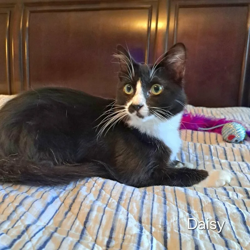 An adult medium-sized female Domestic Short Hair cat named Daisy for adoption in Groveland, MA