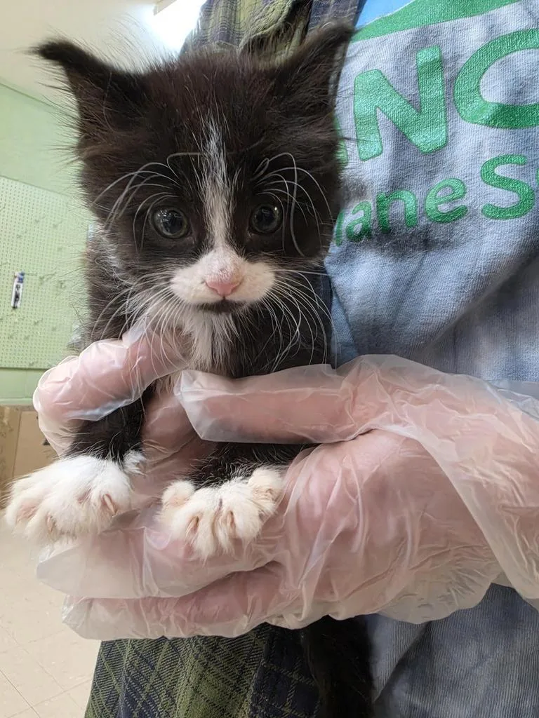 A baby small-sized male Domestic Short Hair cat named Wisteria for adoption in Burnsville, NC
