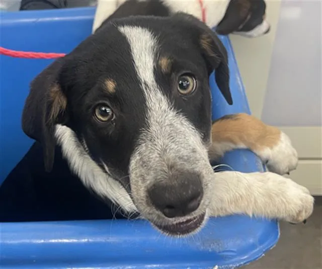 A baby medium-sized male Mixed Breed dog named Stanley for adoption in Dallas, TX