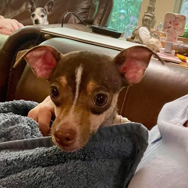 A young small-sized female White / Cream Chihuahua dog named Aspen & Celeste for adoption in Warren, RI
