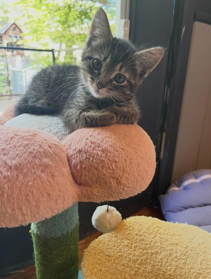 A young medium-sized male Domestic Medium Hair cat named Chevy for adoption in Stamford, CT