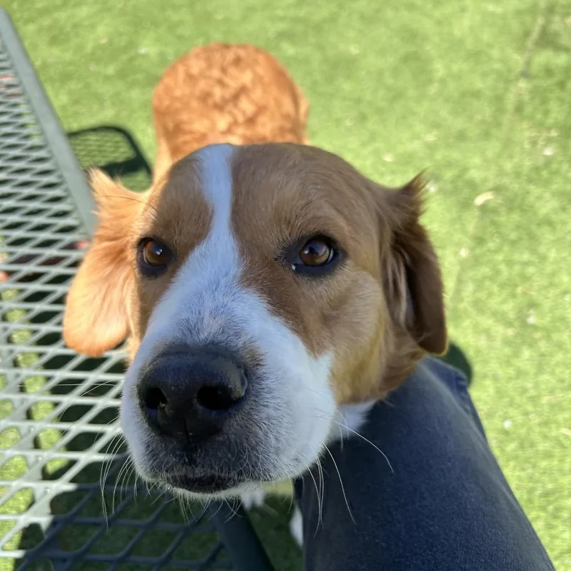 An adult medium-sized female Red / Chestnut / Orange Mixed Breed dog named Francie for adoption in Flagstaff, AZ