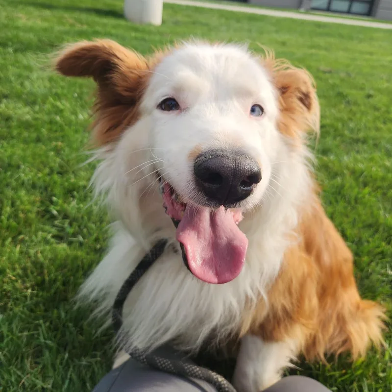 An adult large-sized male White / Cream Australian Shepherd dog named Zeus for adoption in Fort Wayne, IN