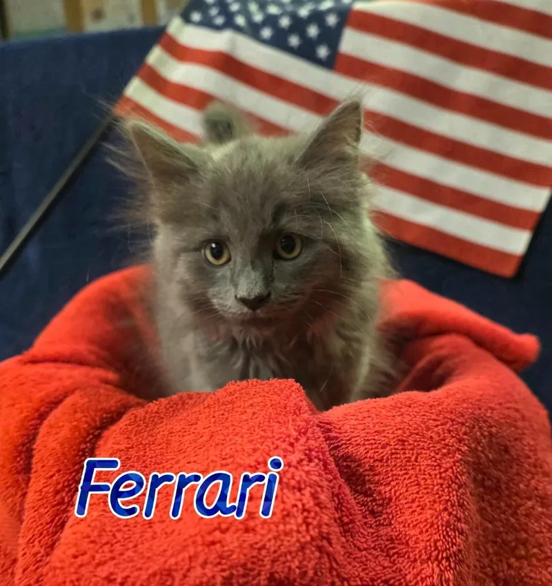 A baby small-sized male Domestic Long Hair cat named Ferrari for adoption in Port Clinton, OH