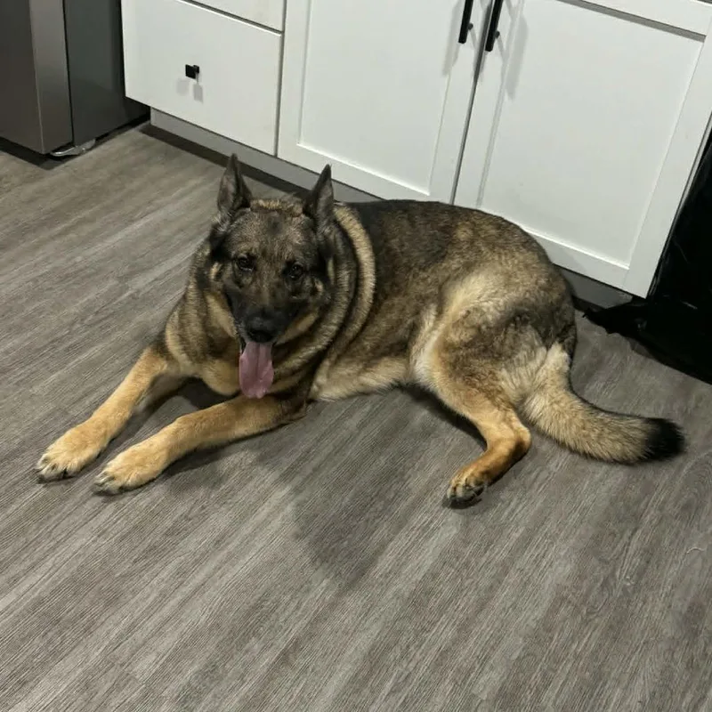 An adult extra large-sized female Sable German Shepherd Dog dog named Ollie for adoption in Lima, OH