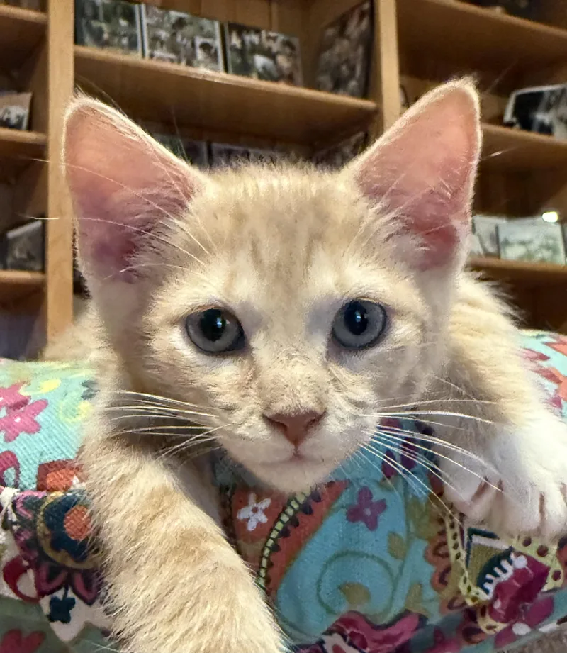 A baby small-sized male Buff & White Domestic Short Hair cat named Lotus for adoption in Buena Vista, VA