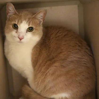 An adult small-sized female Domestic Short Hair cat named Monster for adoption in Bowling Green, KY