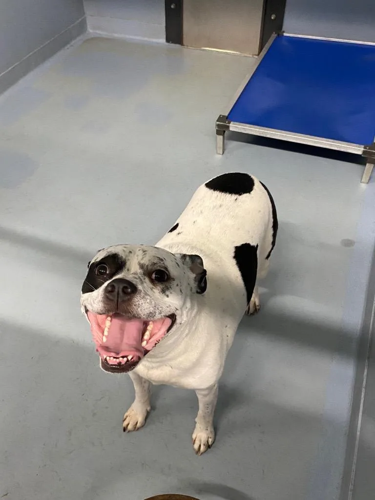 A young medium-sized female Mixed Breed dog named Melon for adoption in Cartersville , GA