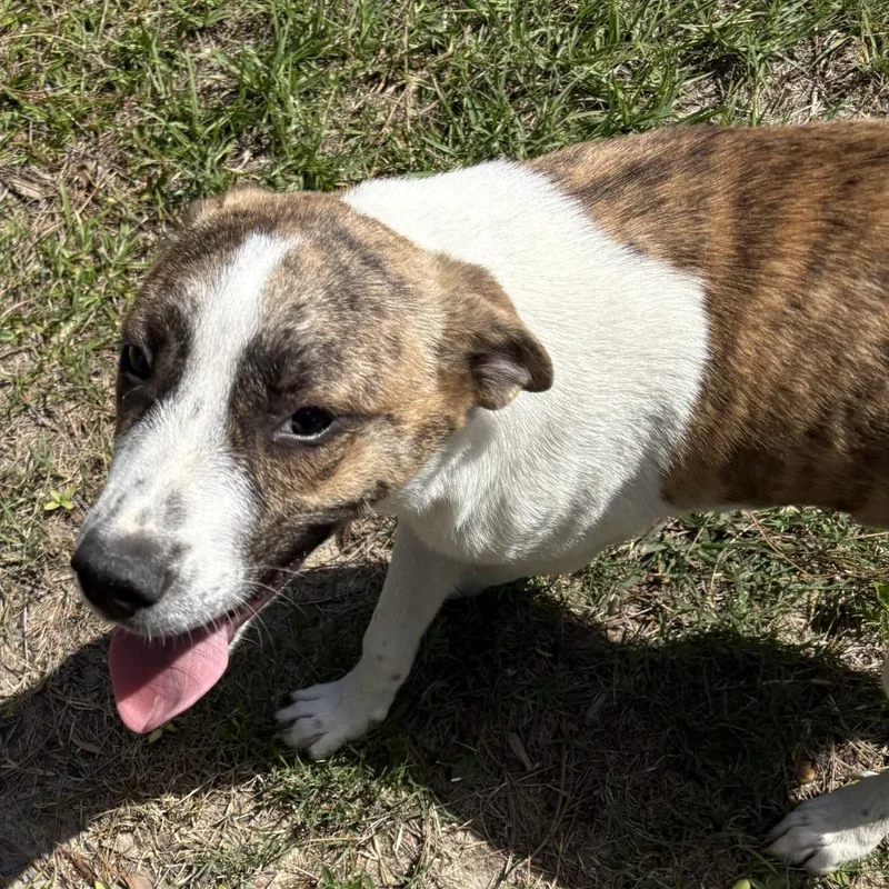 A baby medium-sized male White / Cream Mountain Cur dog named Thunder for adoption in claxton, GA