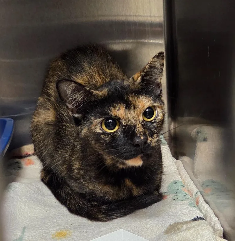 An adult small-sized female Domestic Short Hair cat named Rockie for adoption in Ocala, FL