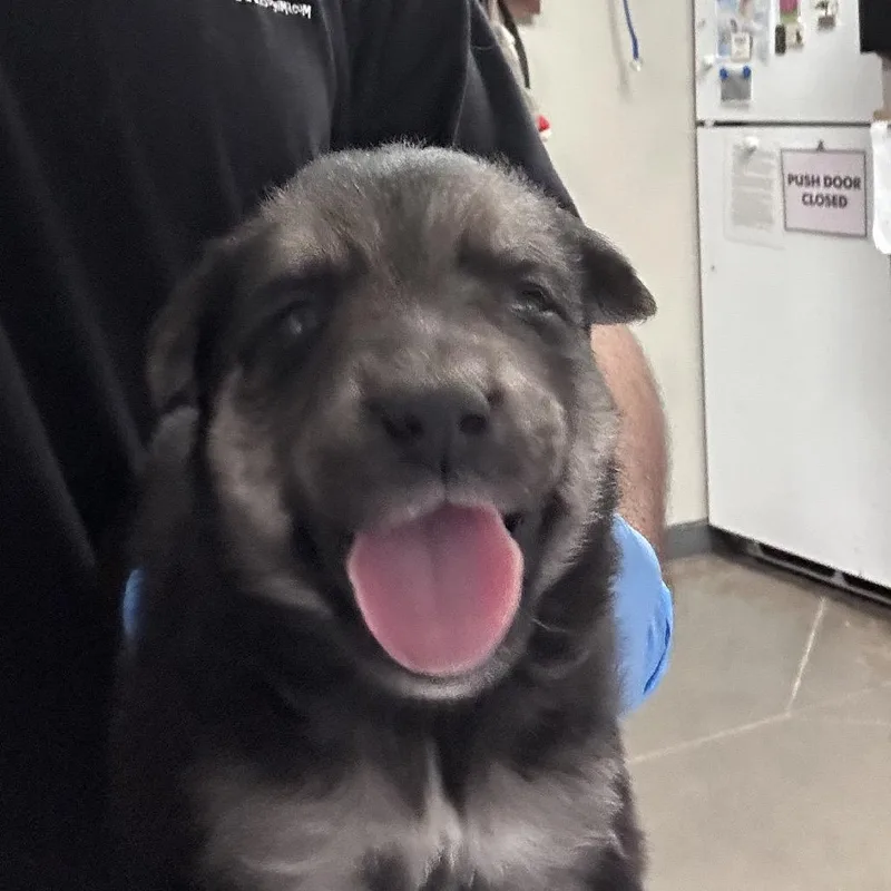 A baby small-sized female Shepherd dog named Babba Yaga for adoption in Yuma, AZ