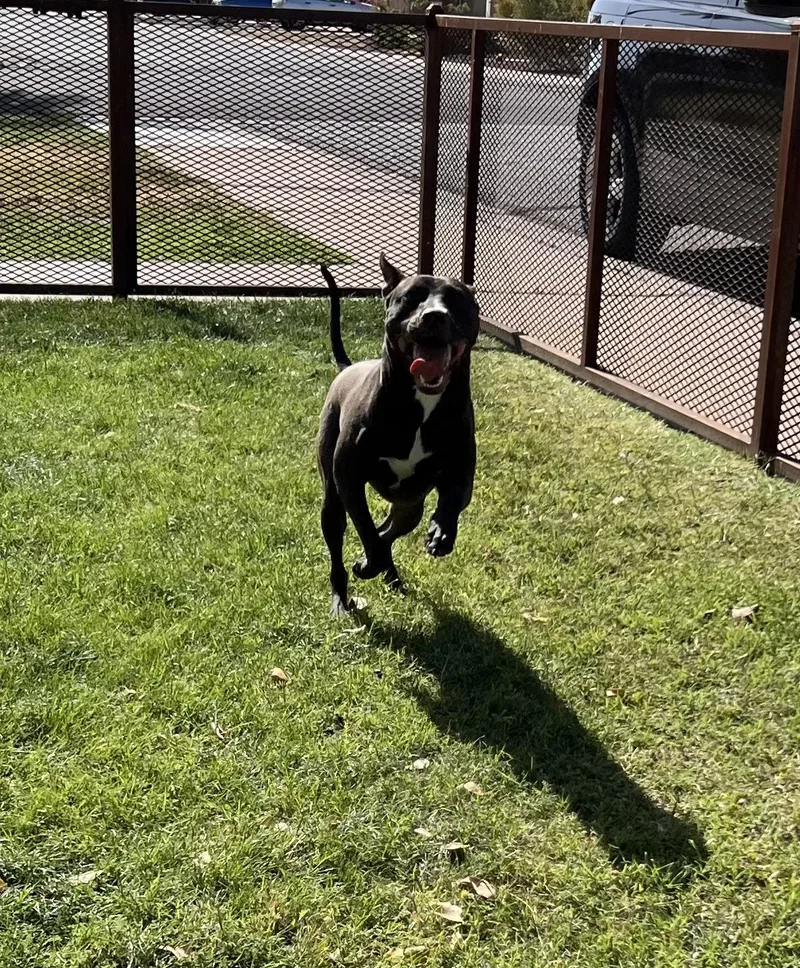 Marshall thumbnail 2