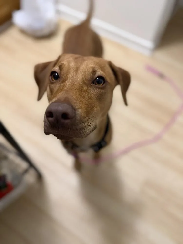 A young medium-sized female Brown / Chocolate Vizsla dog named Maple for adoption in Long Island City, NY