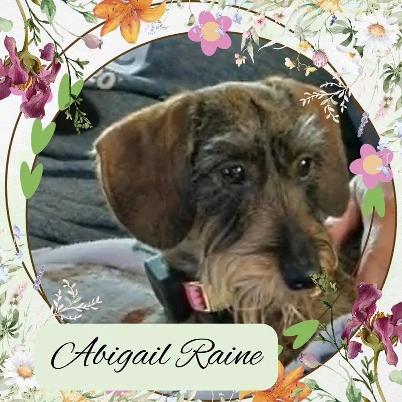 Abigail Raine